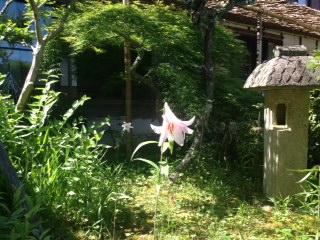 ササユリ鑑賞Walking