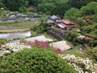 つつじ鑑賞Walking